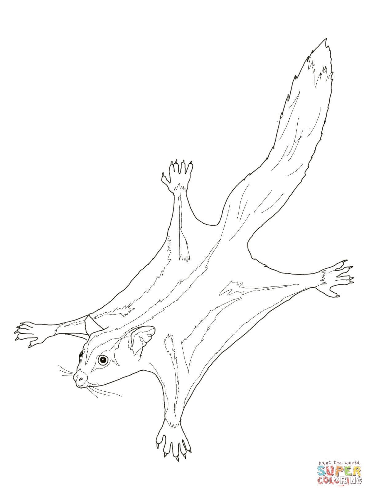 Раскраска сахарная сумчатая летяга