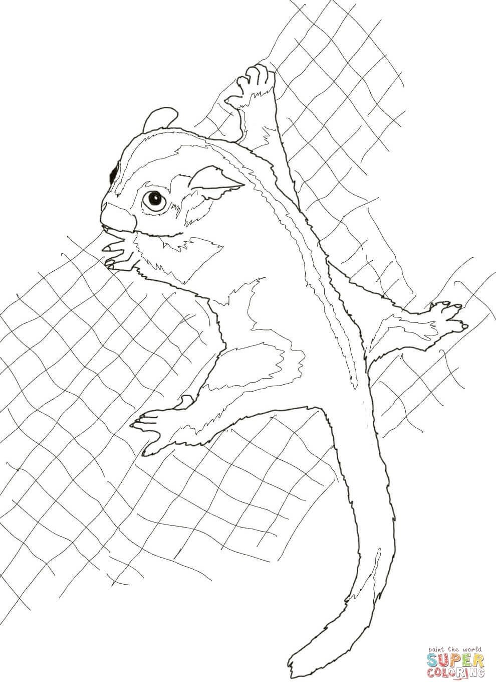 Белка на дереве раскраска