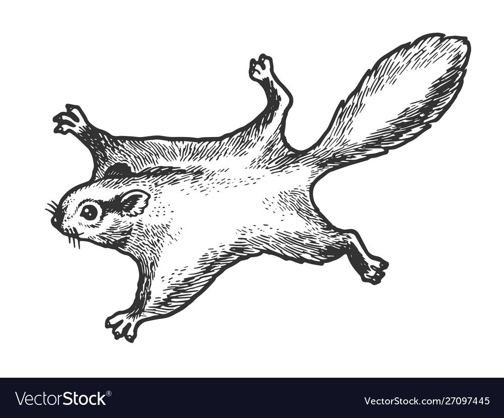 Раскраска белки на дереве