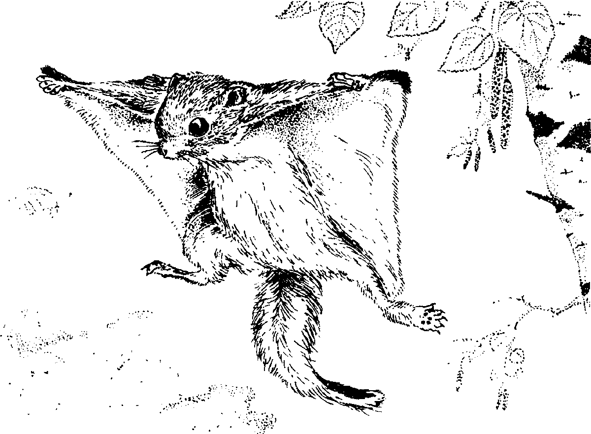 Белка летяга мультяшная