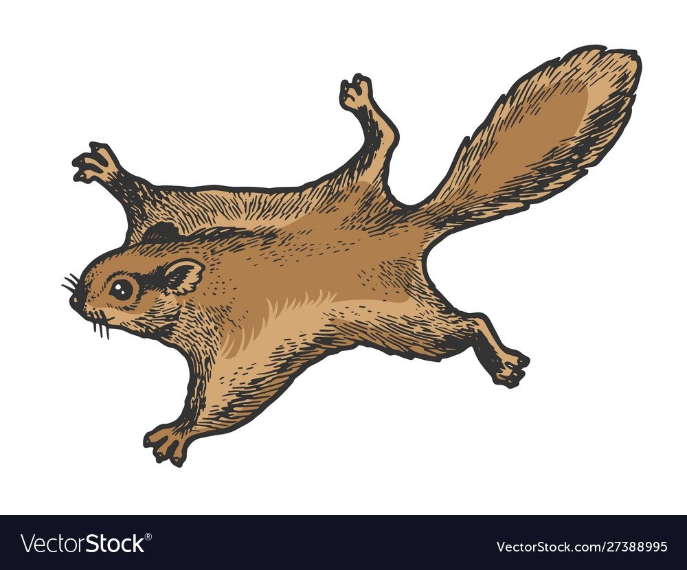 Летающая белка раскраска