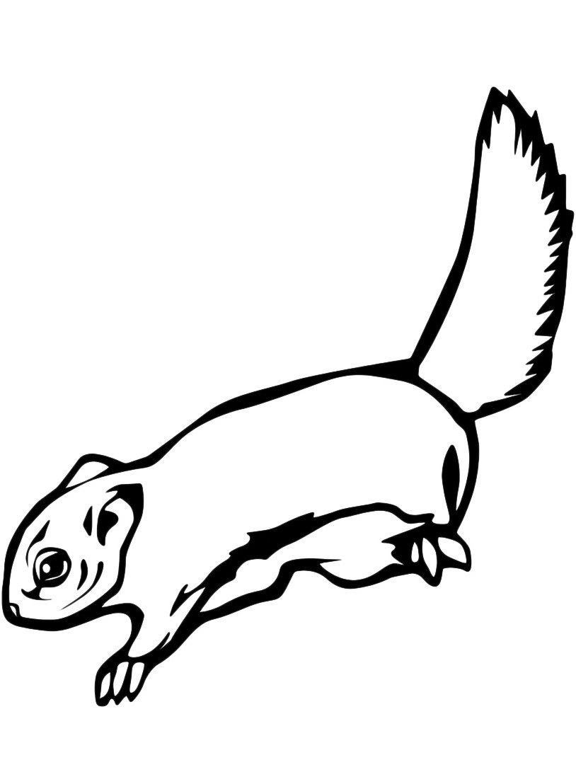 Белка летяга раскрасить