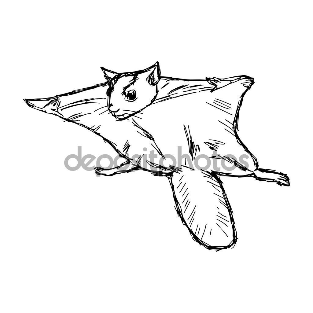 Белка летяга чёрно белая