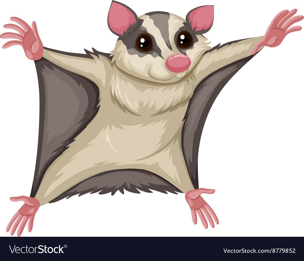 Белочка рисунок раскраска