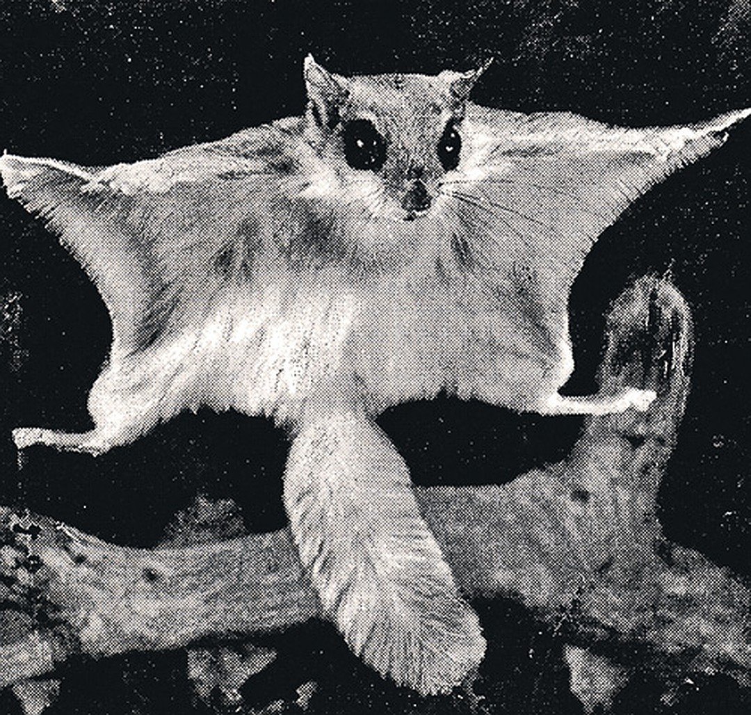 Белка летяга мультяшная