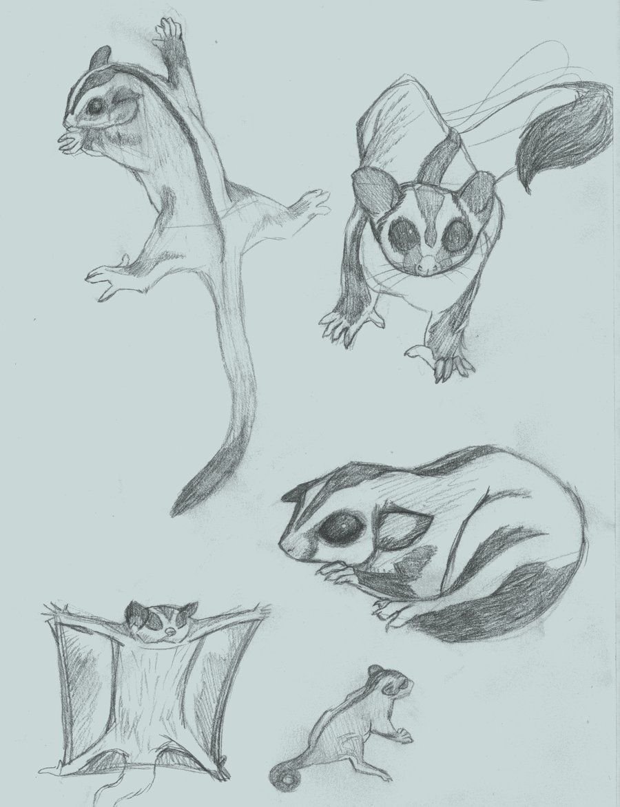 Енот летяга