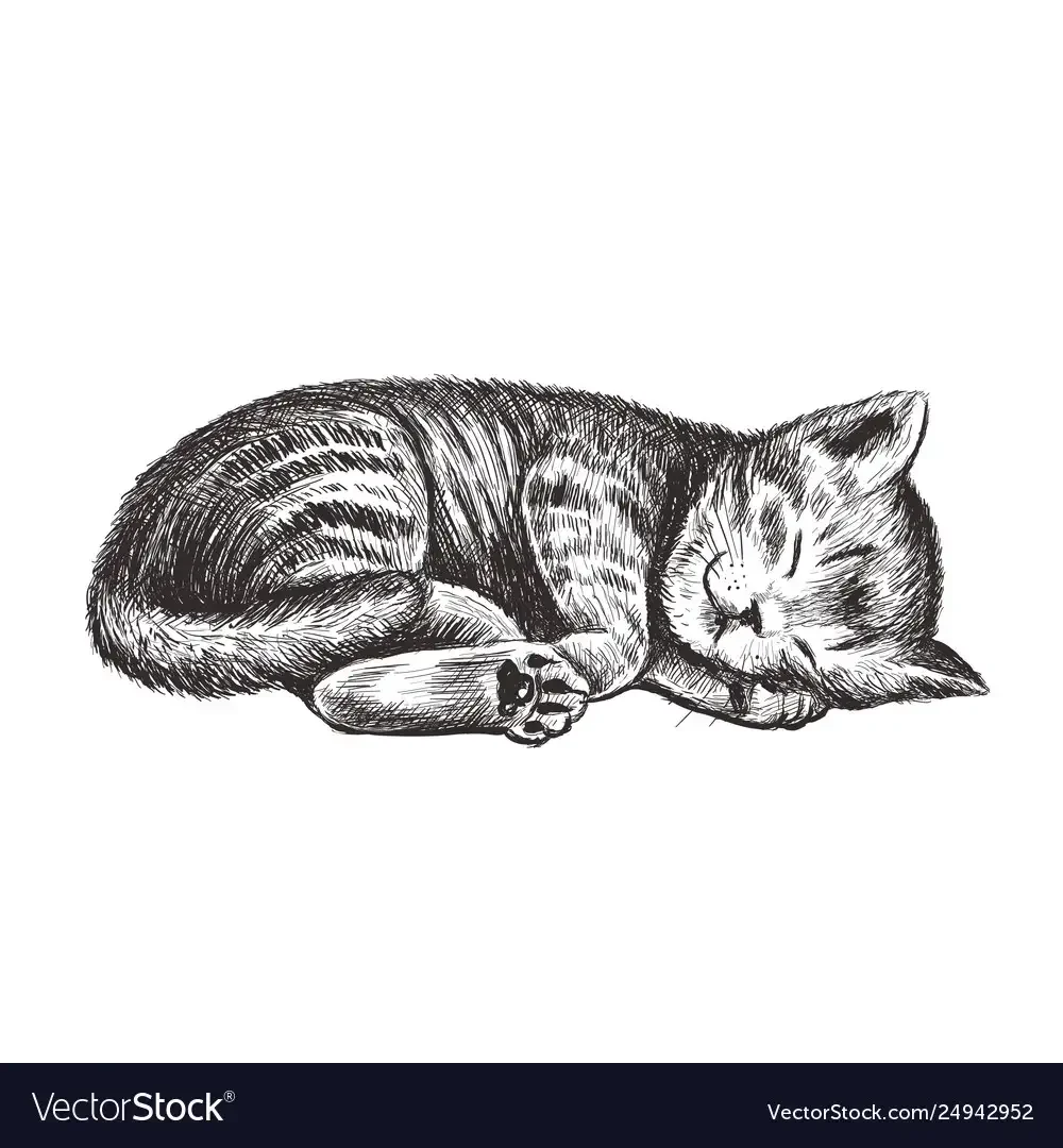 Нарисовать спящего кота