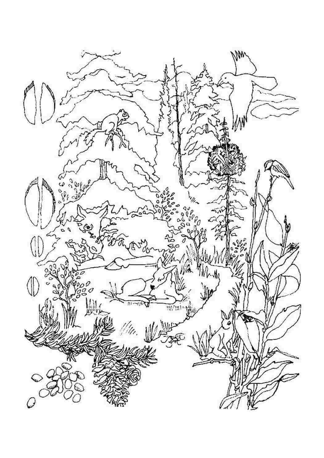 В лесу. Раскраска