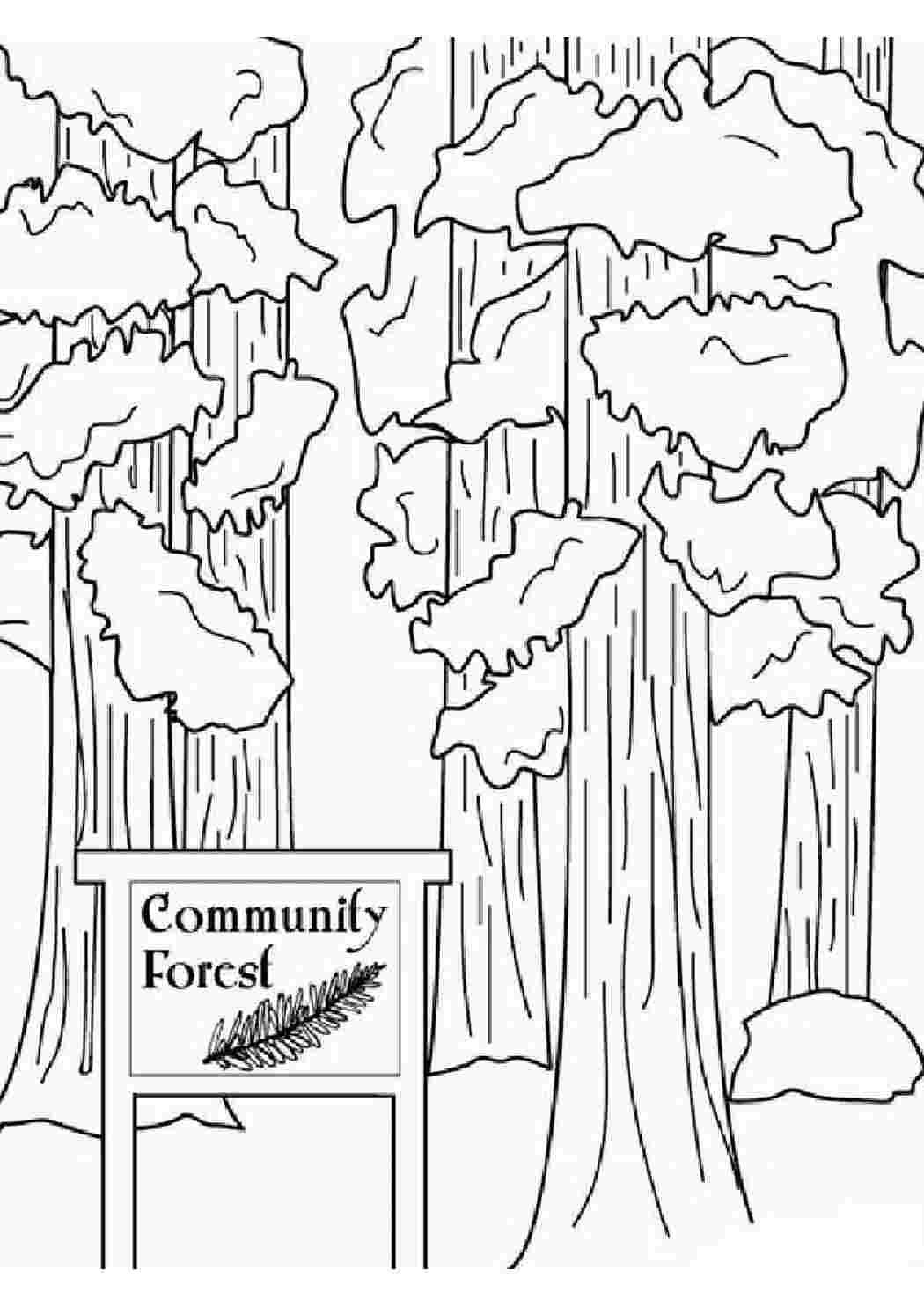 Секвойя дерево раскраска