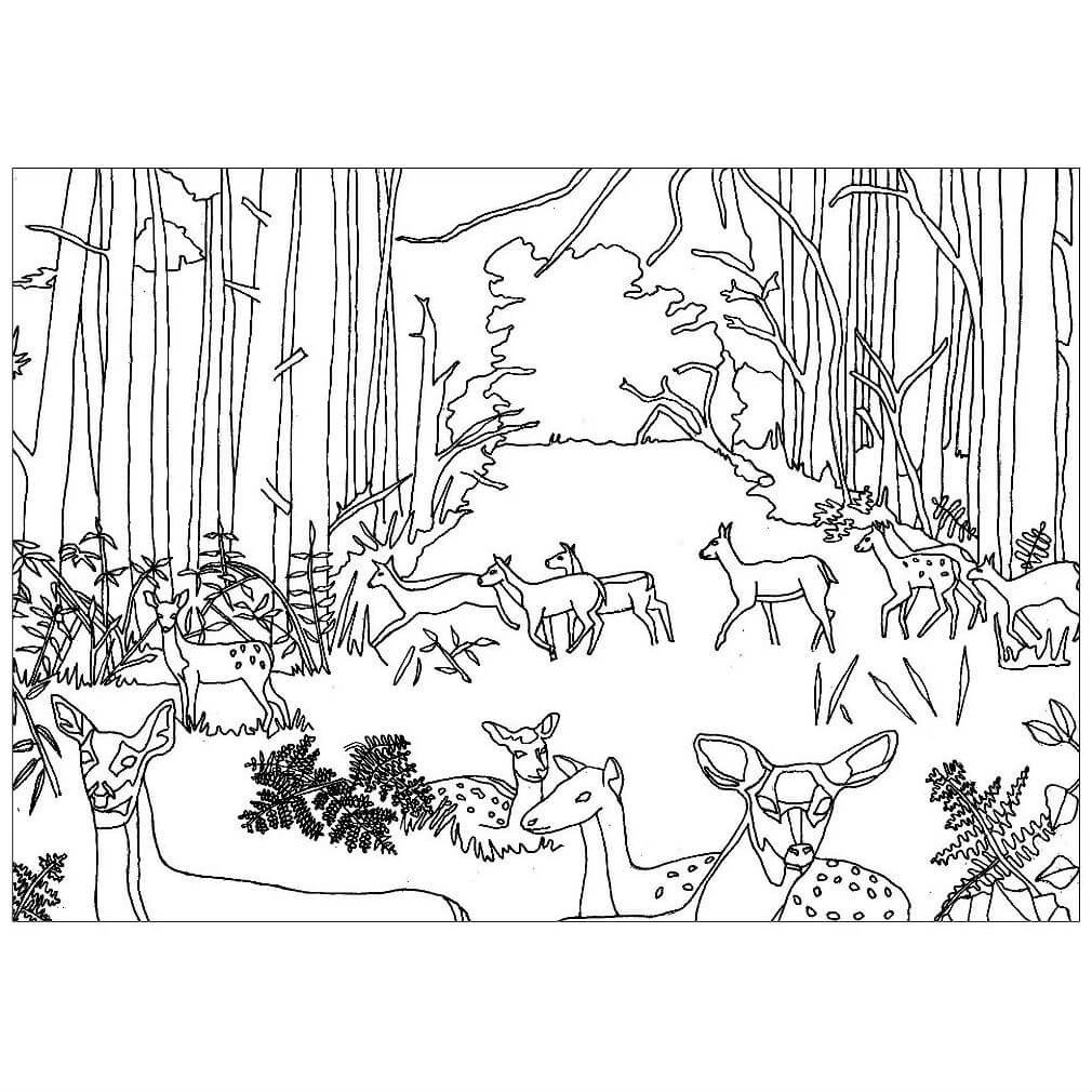 Раскраска Лесные животные