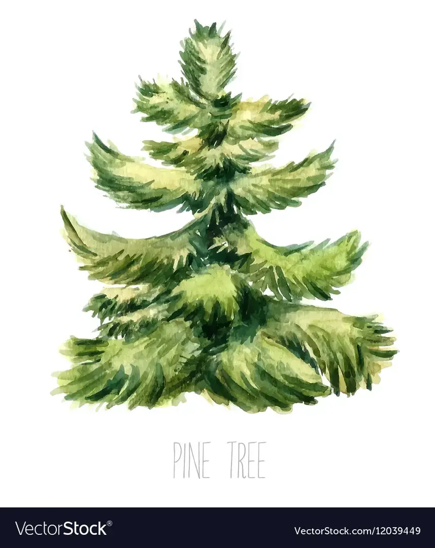 Елка акварель на белом фоне