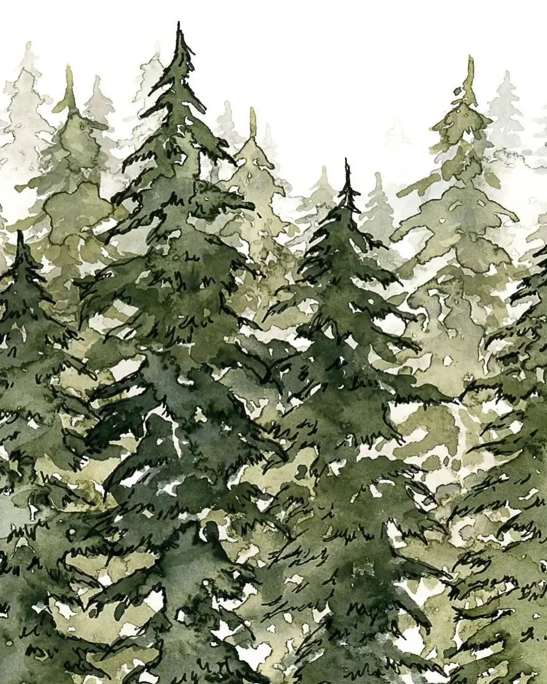 Еловый лес акварель