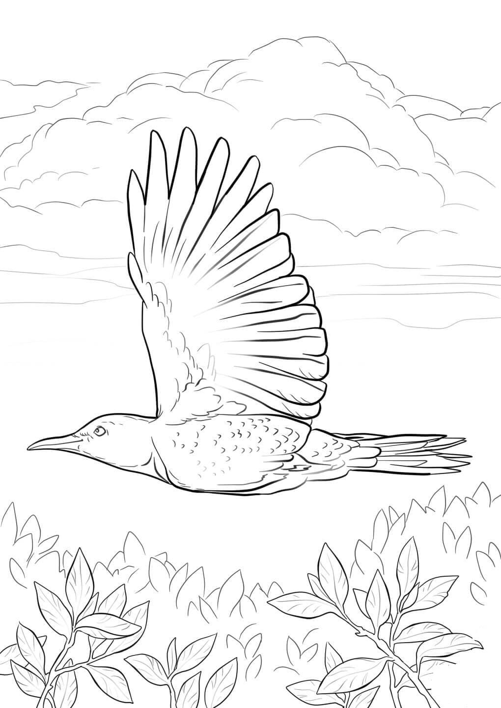 Птица Бекас раскраска для детей