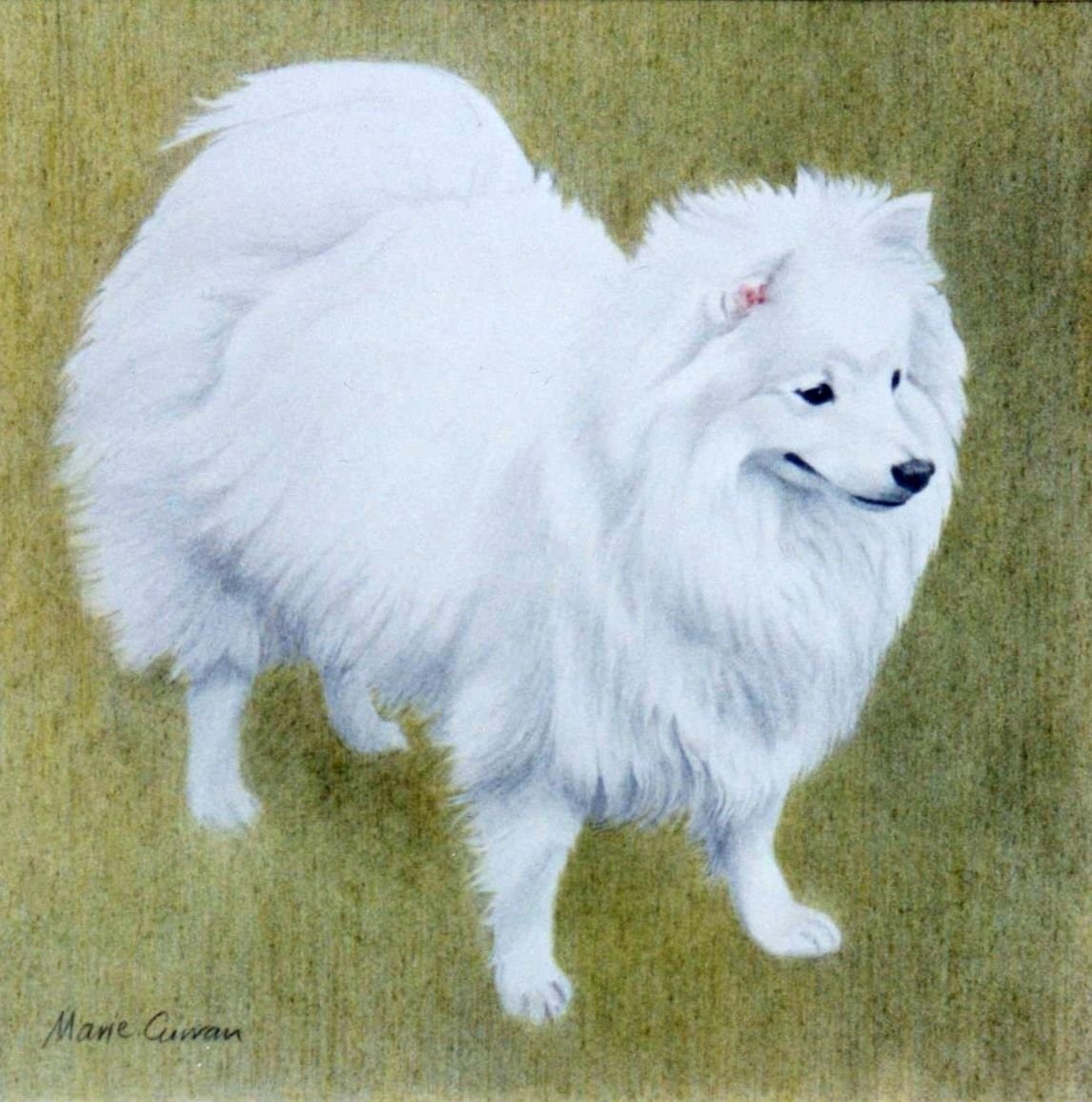 Самоед силуэт вектор