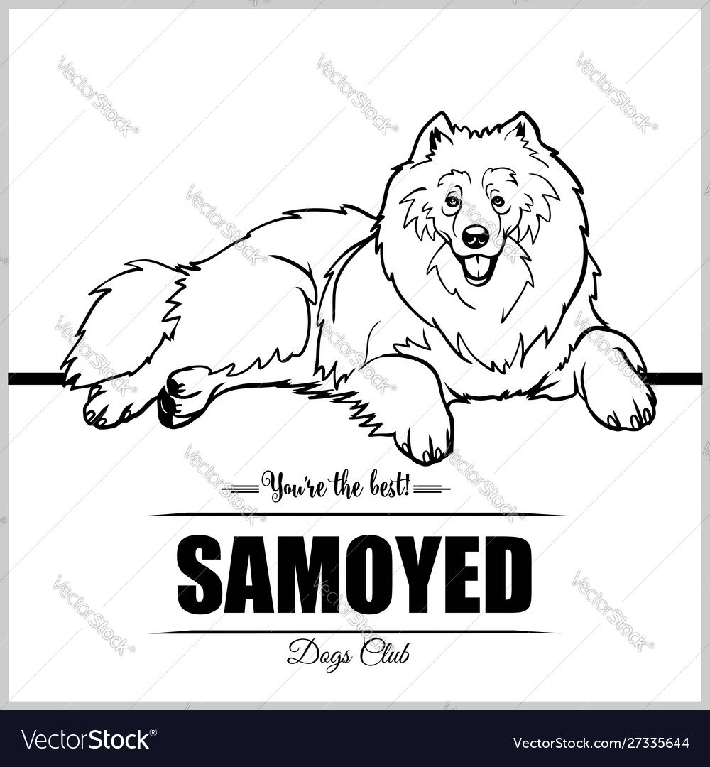 Лайка самоед пастелью