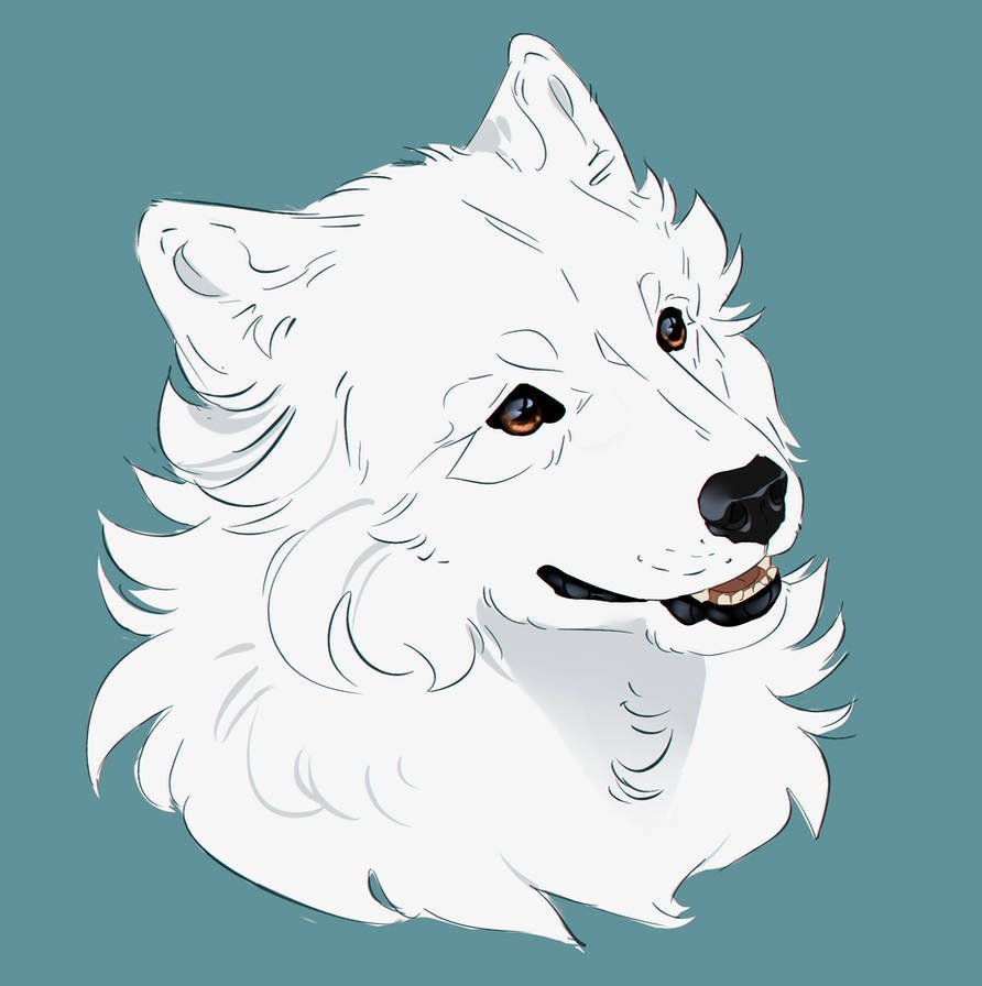 Алмазная вышивка Самоедская лайка