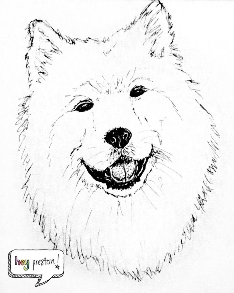 Самоед рисунок
