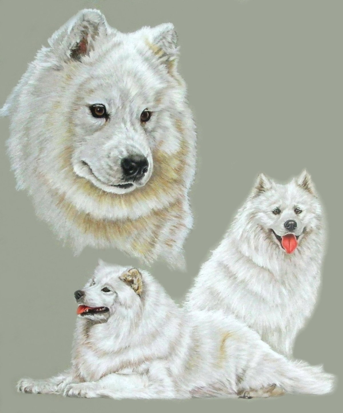 Раскраска хаски