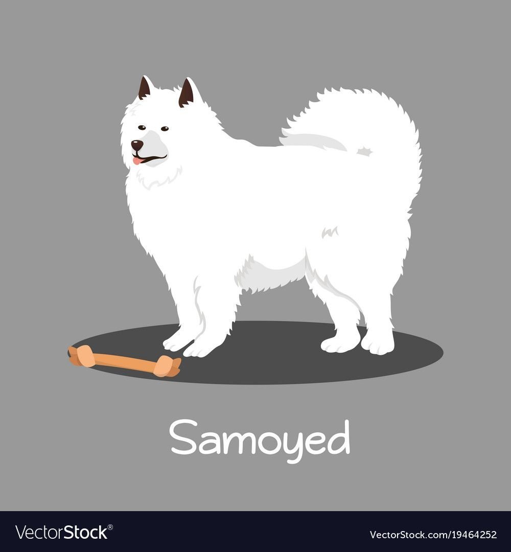 Самоедская лайка