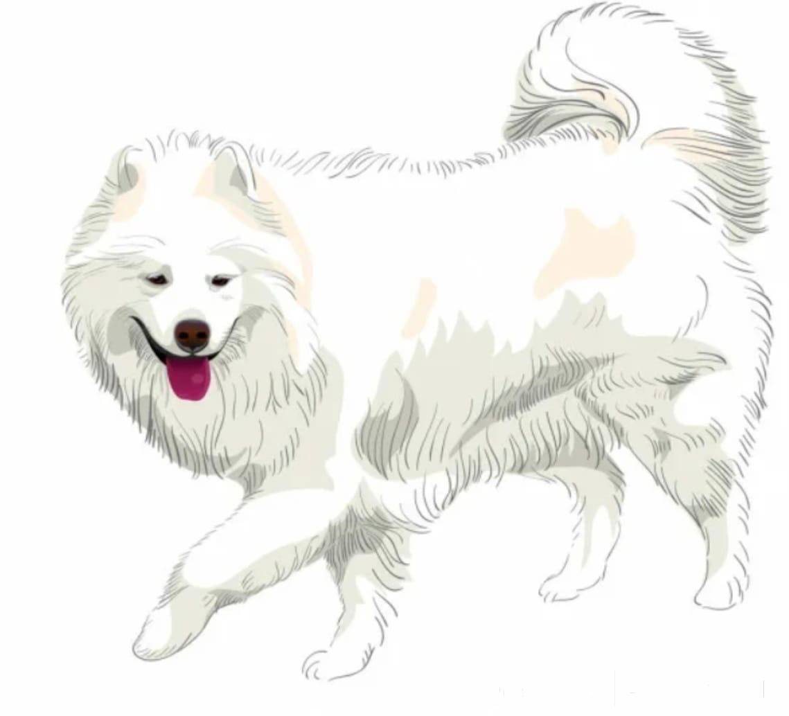 Картина по номерам самоед