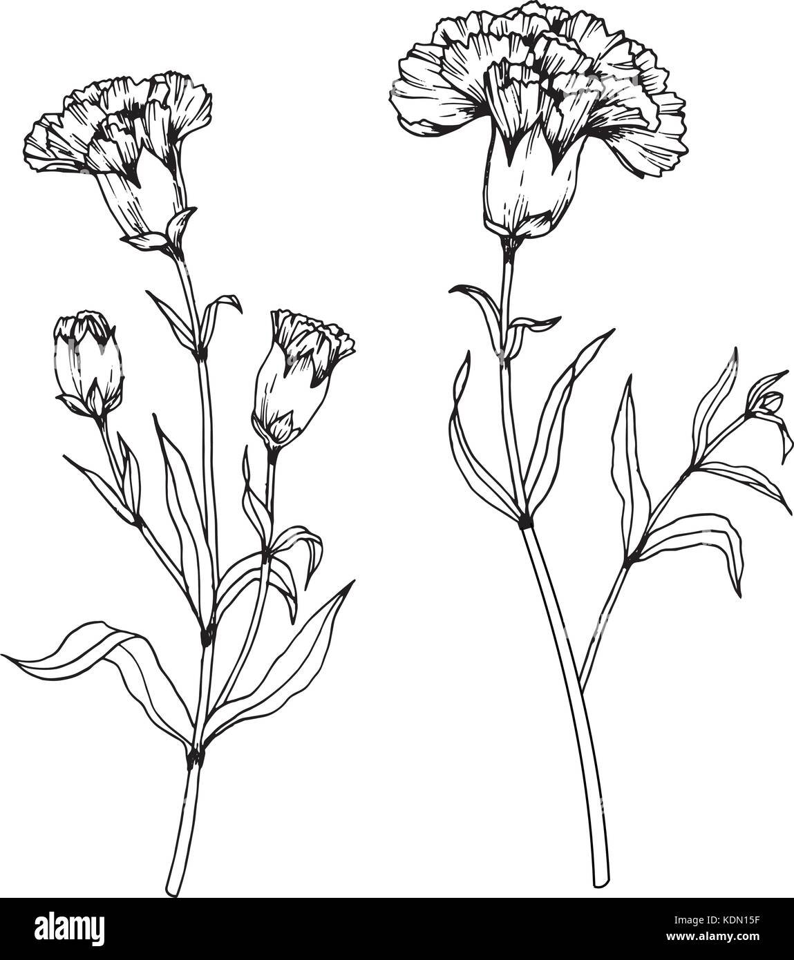 Гвоздики раскраска