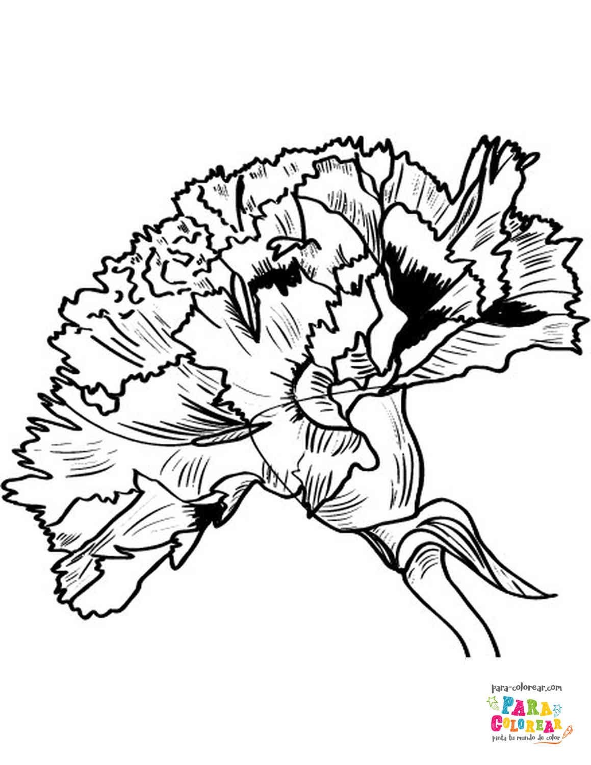 Гвоздика раскраска