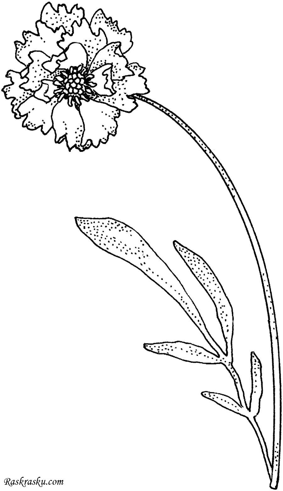 Гвоздики раскраска