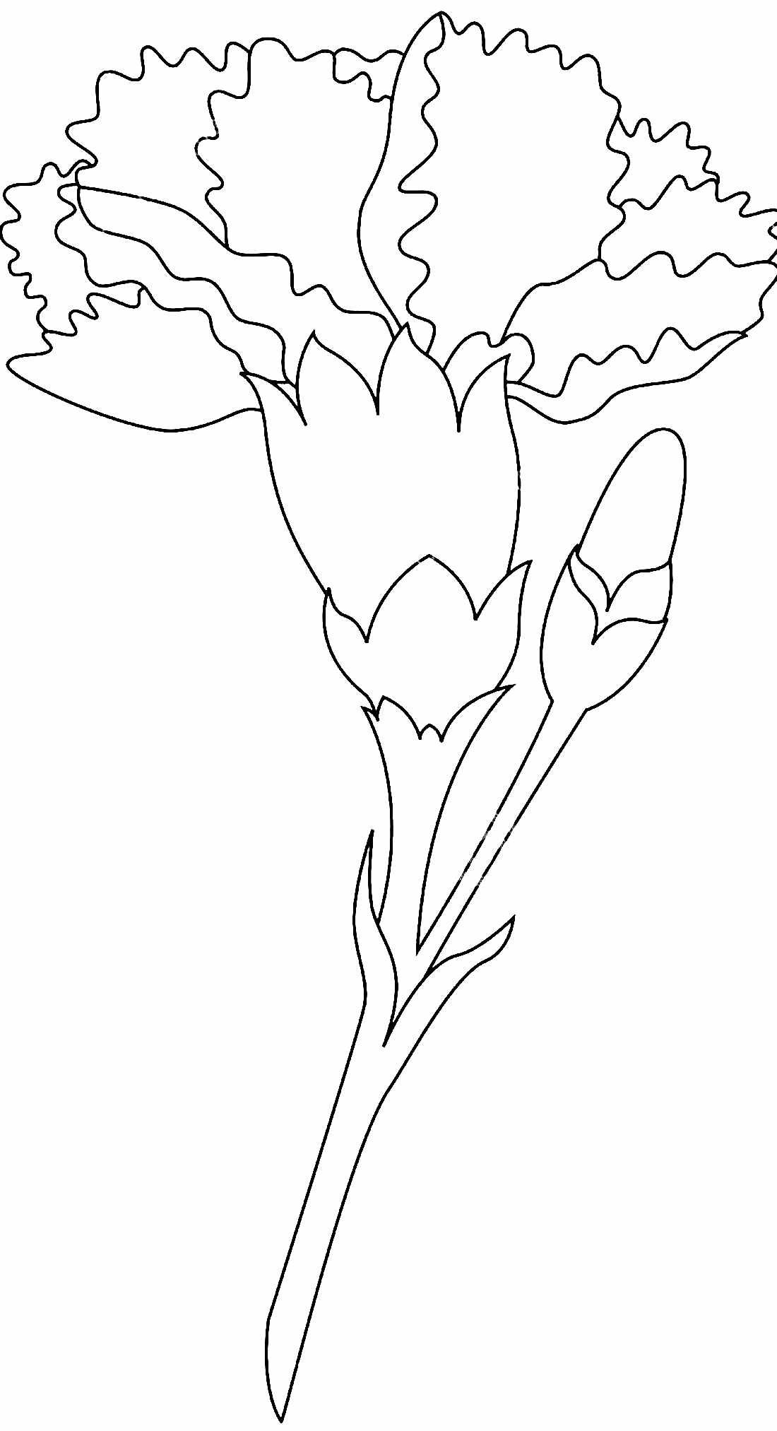 Букет гвоздик раскраска