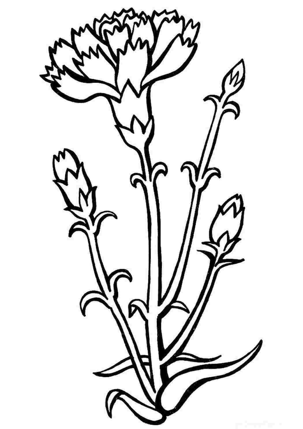 Гвоздики раскраска