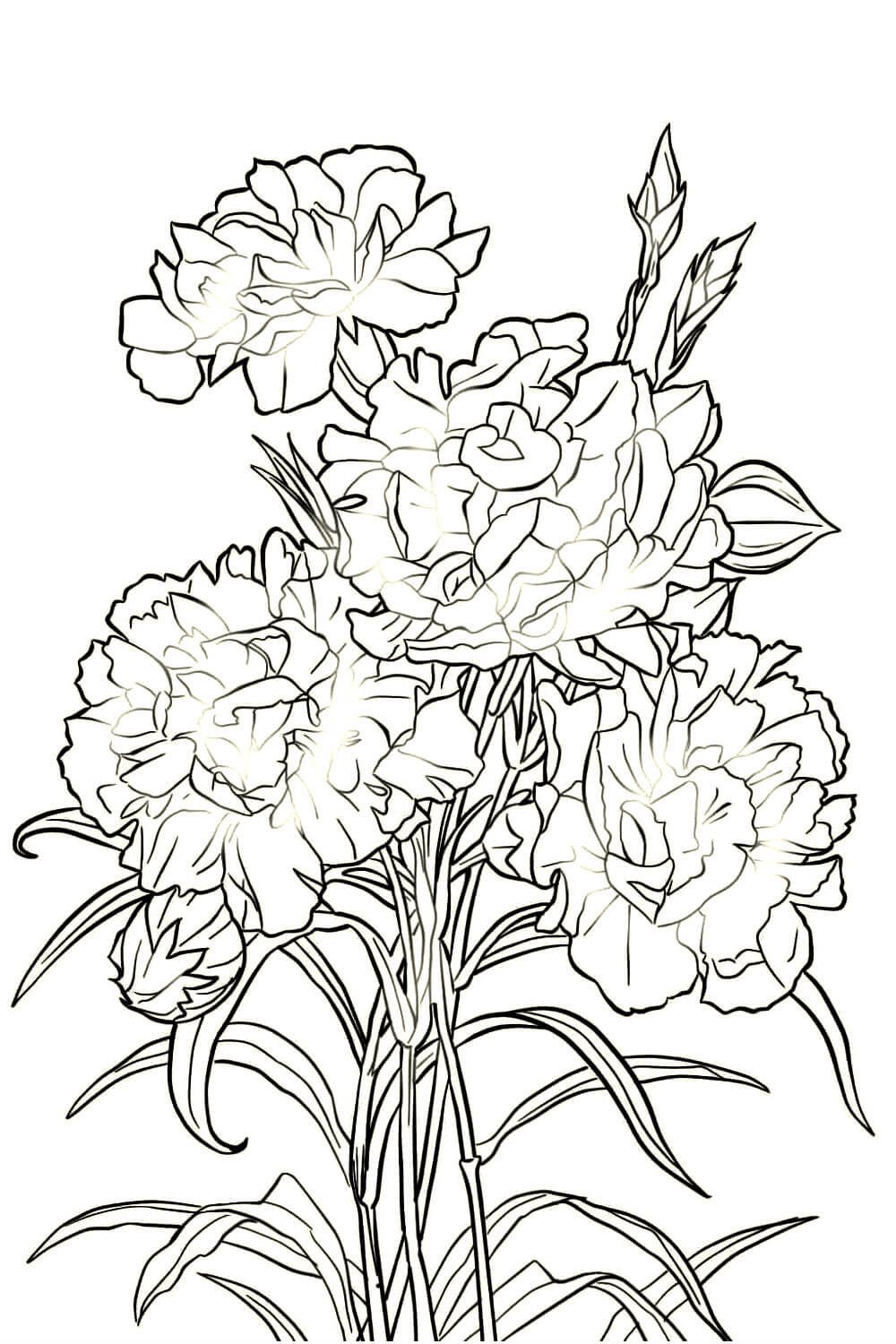 Гвоздика для раскрашивания