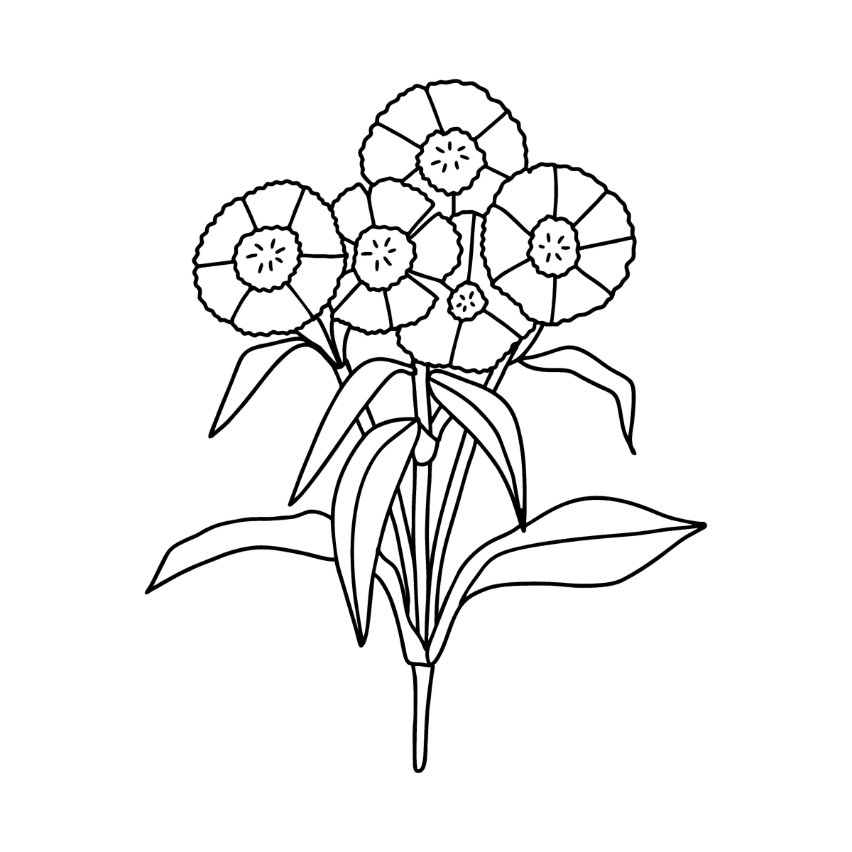 Бархатцы контур