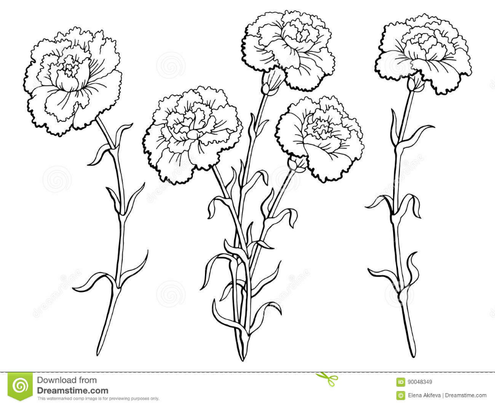 Гвоздики раскраска