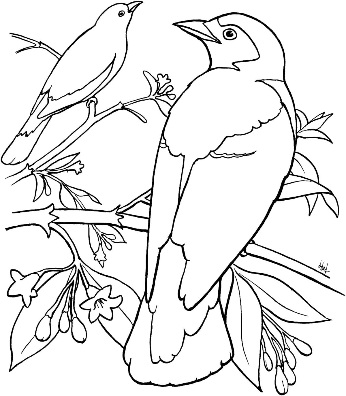 Птицы раскраска для детей