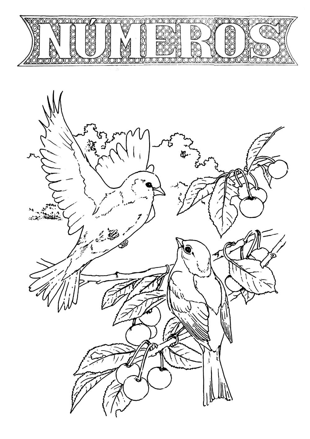 Птица на ветке раскраска для детей