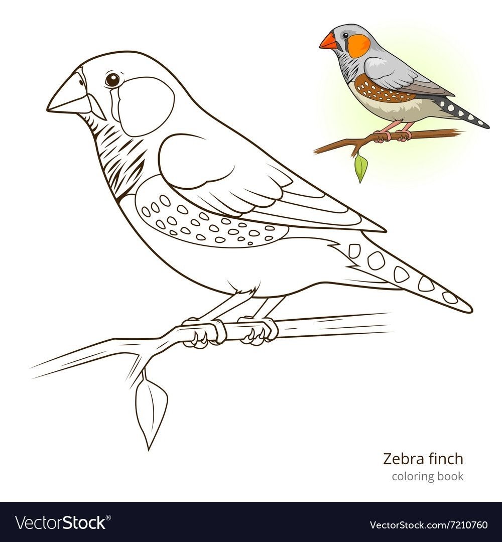 Раскраска амадин птичка