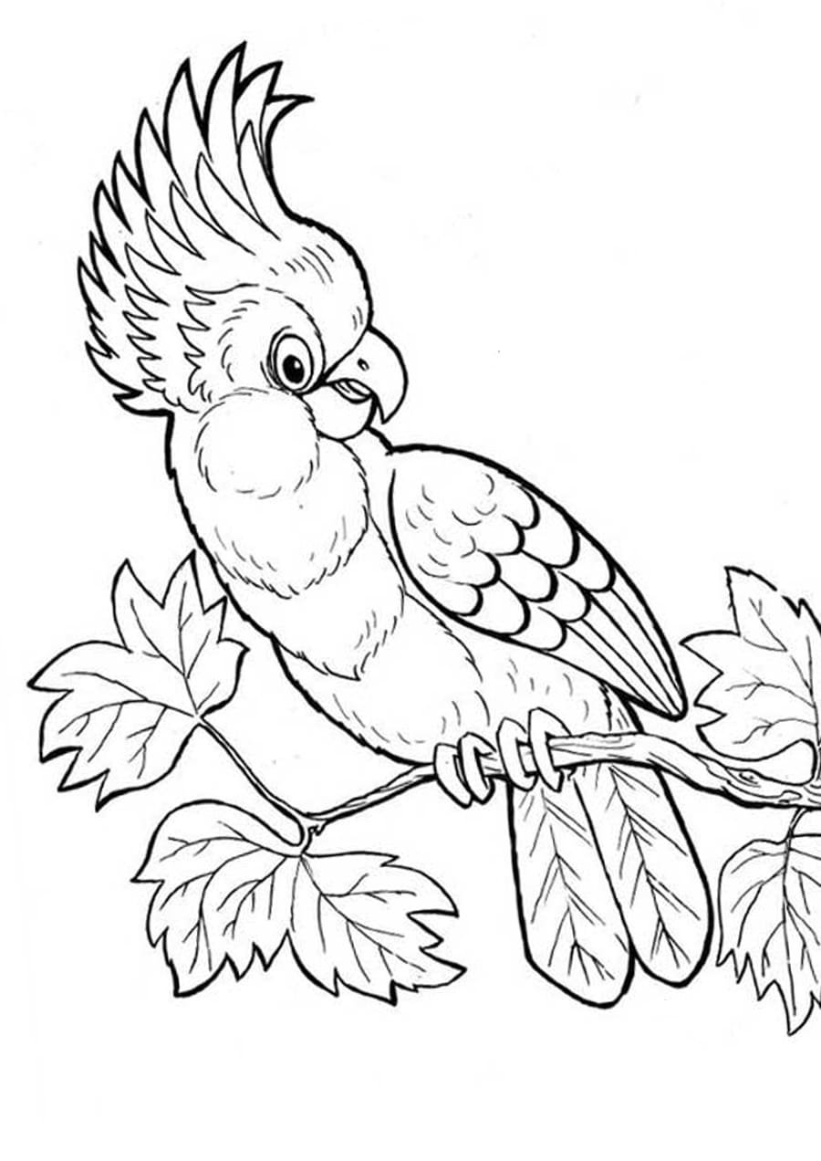 Попугай раскраска для детей