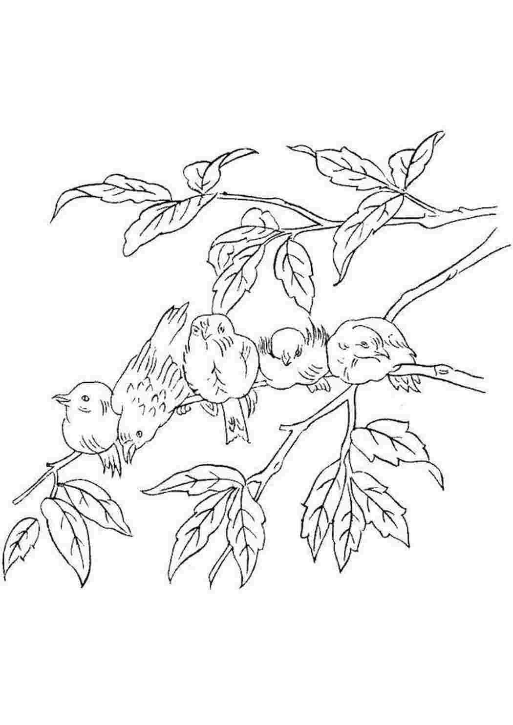 Птица на ветке раскраска