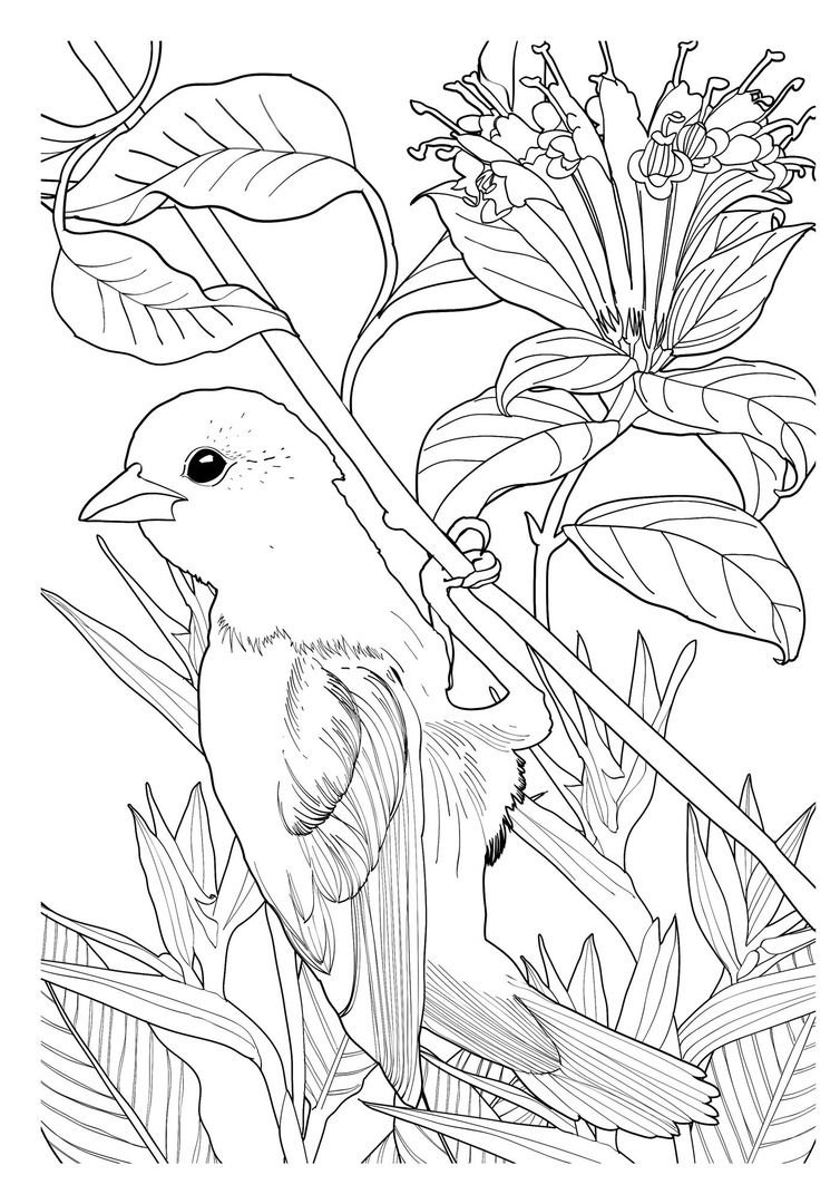 Раскраски красивые птицы