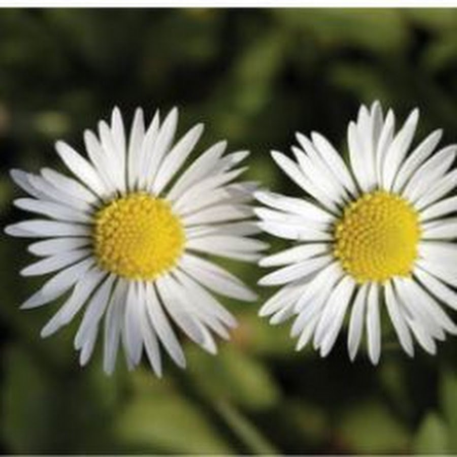 Девочка с фотоаппаратом мультяшная