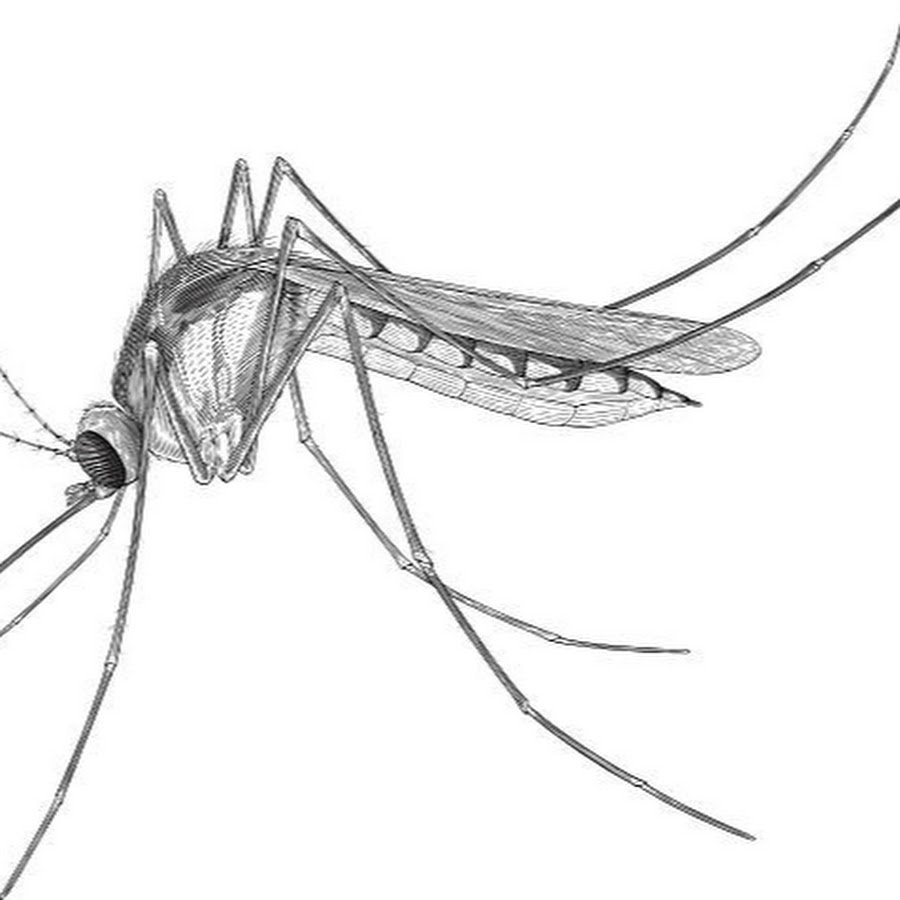 Букашки червячки