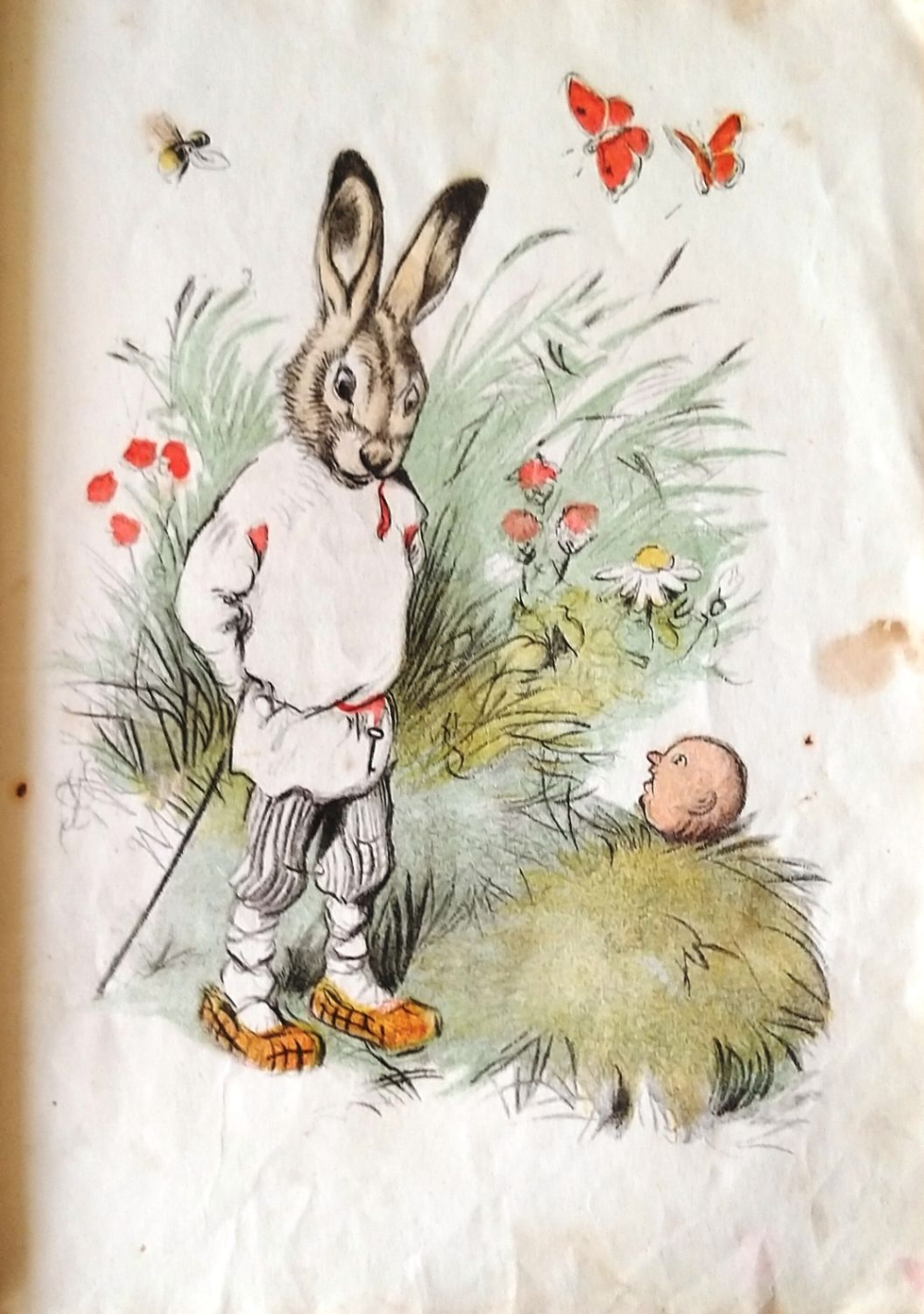 Жук в графике