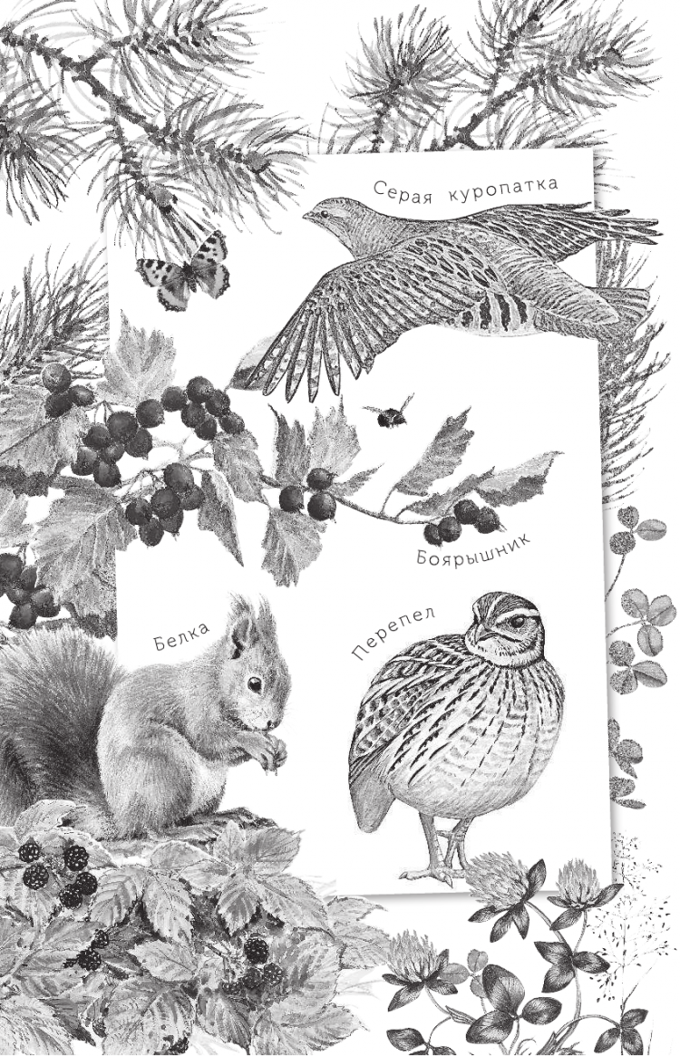 Сказка чей нос лучше