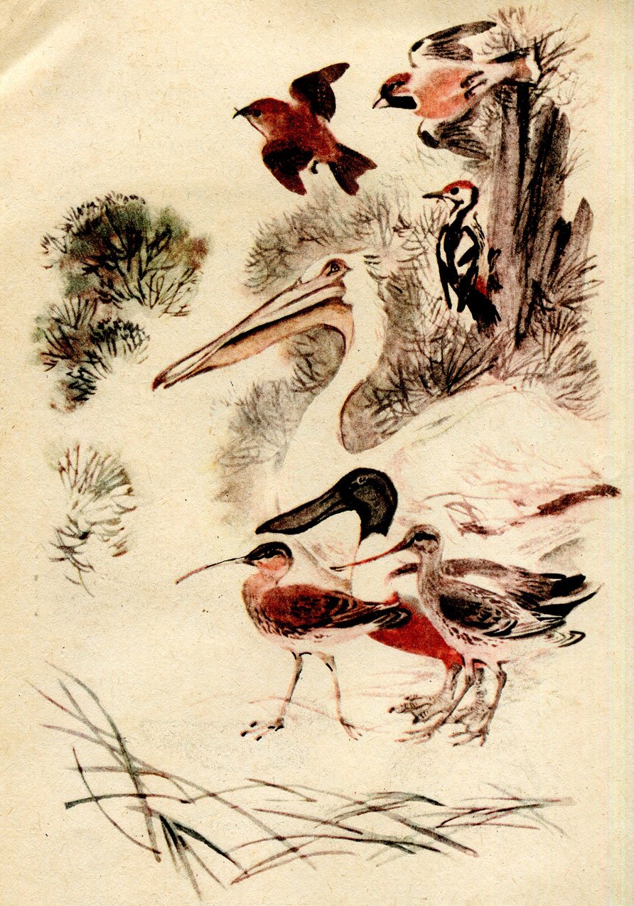 Бианки чей нос лучше разукрашивать