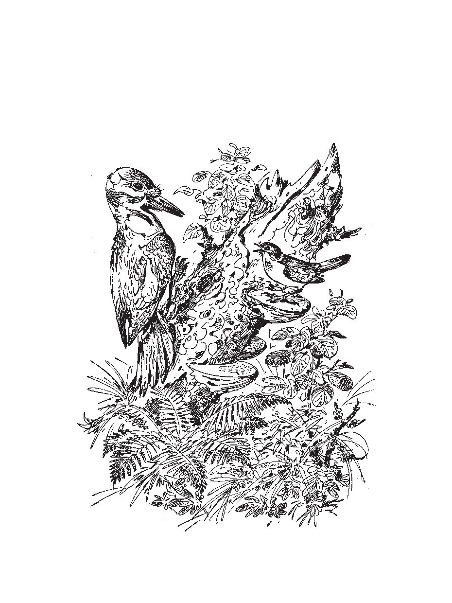 Обложка книги Бианки чей нос лучше