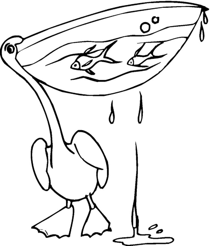 Пеликан с птенцами раскраска
