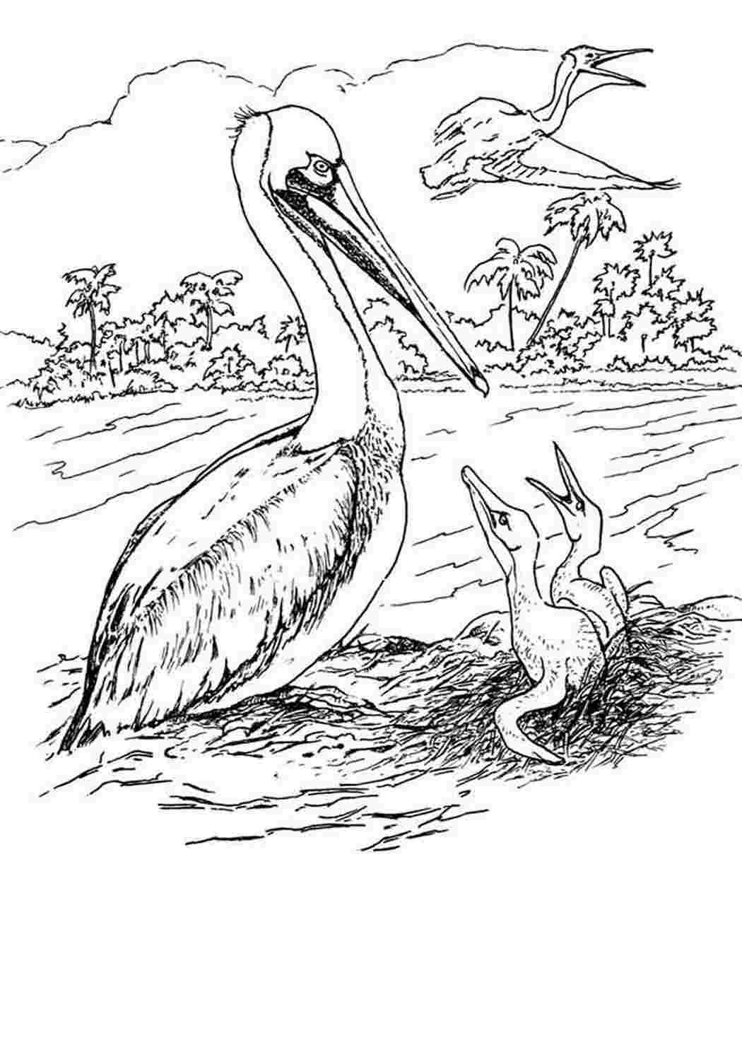 Чей нос лучше?