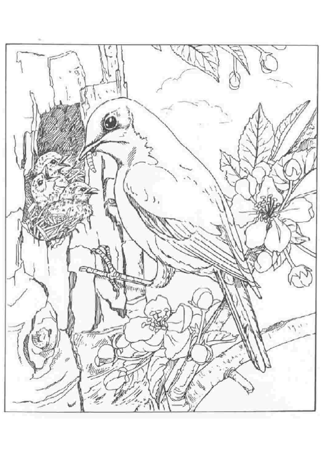 Виталий Бианки чей нос лучше