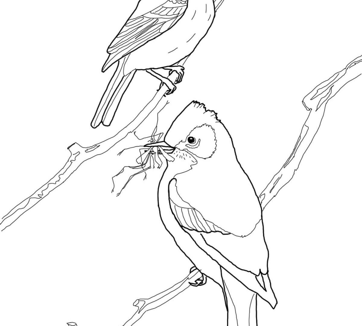 Пеликан раскраска