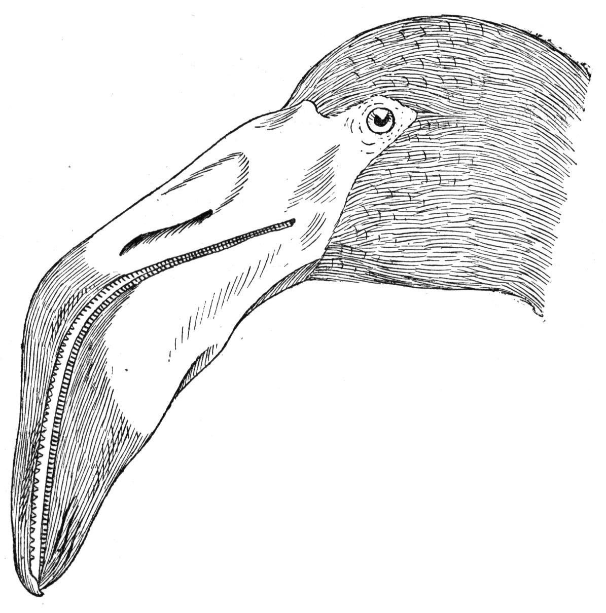 Пеликан скетч