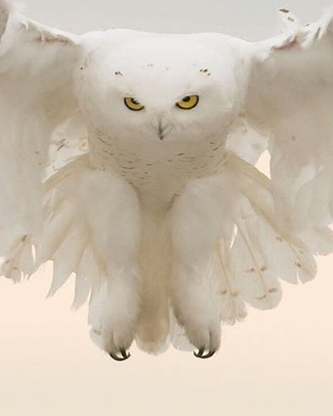 Полярная Сова альбинос